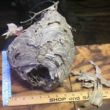 Bald Face Hornet Nest ,Art , Science. Taxidermy  REAL Paper Bee Hive. picture
