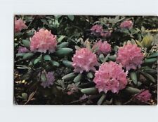 Postcard Purple Rhododendron (Catawbiense) in Full Bloom picture