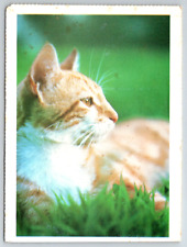 c1960s Orange Tabby Cat Kitten Laying in Grass Vintage Postcard picture