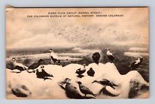 Denver CO-Colorado, Colorado Museum of Natural History Souvenir Vintage Postcard picture