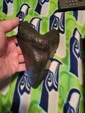 Megalodon Sharks Tooth 6 3/4 