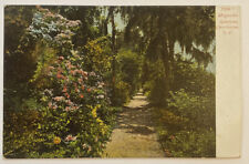 Charleston South Carolina, Magnolia Gardens, Undivided Back, Vintage Postcard picture