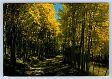Vintage Postcard Aspen Grove Rockies Colorado picture