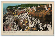 c1950's 18000 Pairs of Gannets Bird Life on Bonaventure Island Canada Postcard picture