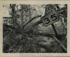 1965 Press Photo Fallen Trees Left by Hurricane Betsy in New Orleans - noa02795 picture