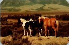 Horses on the Range Denver Colorado Postcard picture