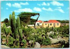 Postcard - Cactusfield with typical Country Houses, Aruba picture