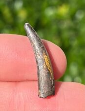 NICE Pterosaur Tooth from Niger Fossil Flying Dinosaur Tooth 1” Cretaceous Age picture
