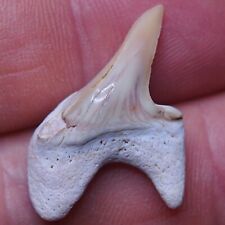 Pathological deformed disease defect Shark Tooth Teeth Fossil Predator Dino picture