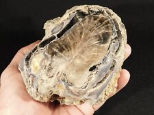 BIG Highly Agatized BLUE Forest Polished Petrified WOOD Fossil Wyoming 1661gr picture