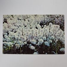 Vintage Postcard Alaska Cotton Grass Sedge Winter Decorations Bouquets Meadows picture