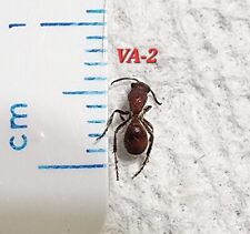 Mutillidae Dasymutilla species Florida #VA-2 Velvet Ant Insect Hymenoptera picture