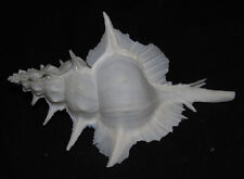 128 mm LARGE Siratus Alabaster Murex Seashell Deep Water GREAT PATTERN RARE #5 picture