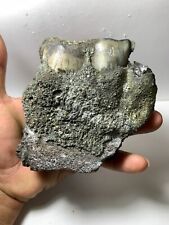 Aceratherium Primitive fossils tooth / Beautiful Amazing genuine picture