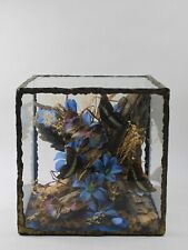 Vintage Butterfly Taxidermy Diorama picture