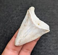 Unreal XL Lighting Patterned Great White Shark Tooth South Carolina Gem picture