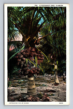 A Cocoanut Palm Tree in Florida Postcard c1913 picture