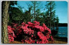 Wilmington North Carolina Greenfield Park Municipal Gardens Chrome Postcard picture