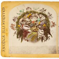 Sea Weed & Shells Wreath Stereoview c1870 Tinted Ocean Plants Still Life B2062 picture
