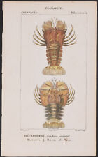 Turpin - Lobster. 137, 1816 Original Hand-Colored Sea Life Engraving picture