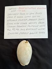 EXTINCT Fossilized COWRIE Shell ( Akleistostoma Rugostoma ) From Central Florida picture