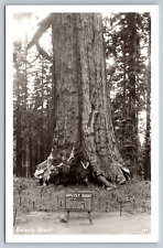 RPPC Grizzly Giant Sequoia Tree 3800 Feet Tall Yosemite Park Fish Camp CA   A1 picture