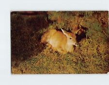 Postcard Lazy little rascal Whispering Pines Park Waupaca Wisconsin USA picture