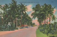 A Palm Shaded Ocean Drive In Florida Vintage Linen Post Card  picture