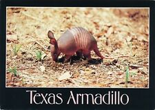 A Texas Armadillo vintage unposted continental postcard picture