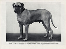 MASTIFF IMPRESSIVE IMAGE OF A WINNING NAMED DOG OLD ORIGINAL DOG PRINT FROM 1934 picture