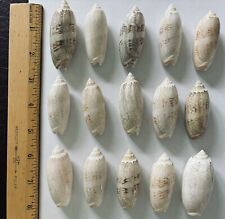 15 Large Olive Seashells From Sanibel Island, Florida Approx.  2 To 2.5  Inches picture