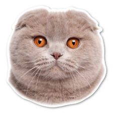 Scottish Fold Cat Magnet picture