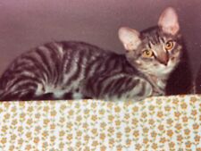 JC Photograph Cute Cat Kitty Sitting On Shelf Looking Down Close Up POV 1980's picture