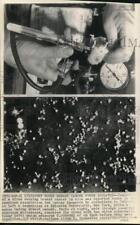 1949 Press Photo Technician with mouse at cancer research lab & magnified virus picture
