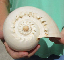9 inch Philippine Crowned Baler Melon Shell - Melon seashell #49479 picture