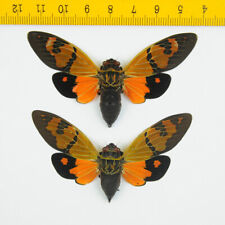 Cicada - Gaeana festiva (Orange, Pair) - Tapah Hills - MALAYSIA - 4916 picture