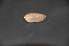 Specimen Oliva rufula - 33 mm picture