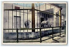 c1920's Interior Of Elephant House Franklin Park Boston Massachusetts Postcard picture