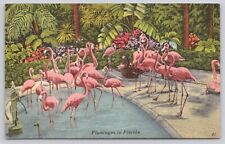 Flamingoes Wading Pool Tropical Hobbyland Miami Florida Vintage Linen Postcard picture