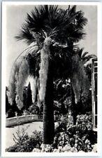 Postcard - Sochi Arboretum - Blue Palm picture