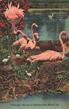 Miami, Florida Postcard Flamingos Nesting Hialeah Park   About 1940      F4 picture