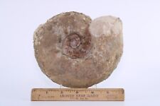 Large Unpolished Ammonite 6.2