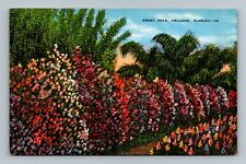 Postcard FL Florida Sweet Peas picture