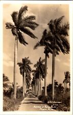 Vintage 1930's Avenue of Royal Palms Miami, Fl Real Photo Postcard RPPC Simpson picture