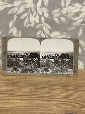 WW1 Stereo Viewing Card Vintage Stereoscope Photographs -Historical Memorabilia  picture