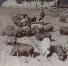 1903 ILLINOIS FEEDING HOGS CORN-FED PORK IN PRAIRIE PASTURE STEREOVIEW 30-69 picture