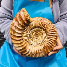 4.95LB TOP Natural Beautiful ammonite fossil conch Crystal specimen heals 1144 picture