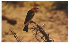 Yellowstone National Park Western Tanager Official Park Bird Postcard  picture