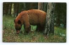 Bear Lunchtime Greetings From Penfield Pennsylvania Vintage Postcard picture
