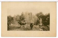 1909 - RPPC - Embossed Frame - Cows in a Field, Postmarked, Sent to Milford IN picture
